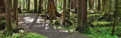 The Golden Spruce Trail in Haida Gwaii: A Cultural Gem