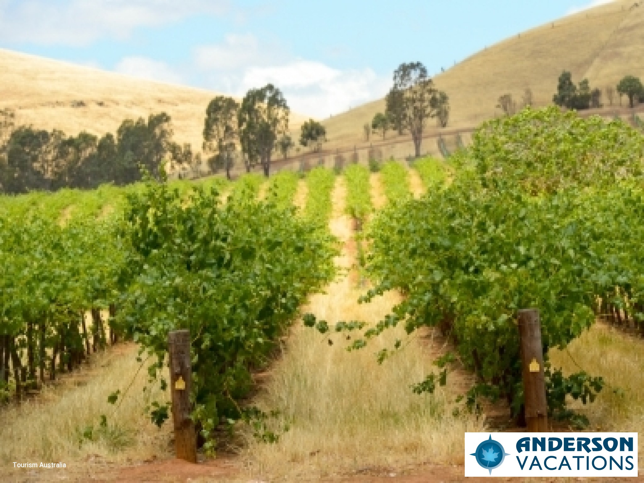 Vineyard - South Australia
