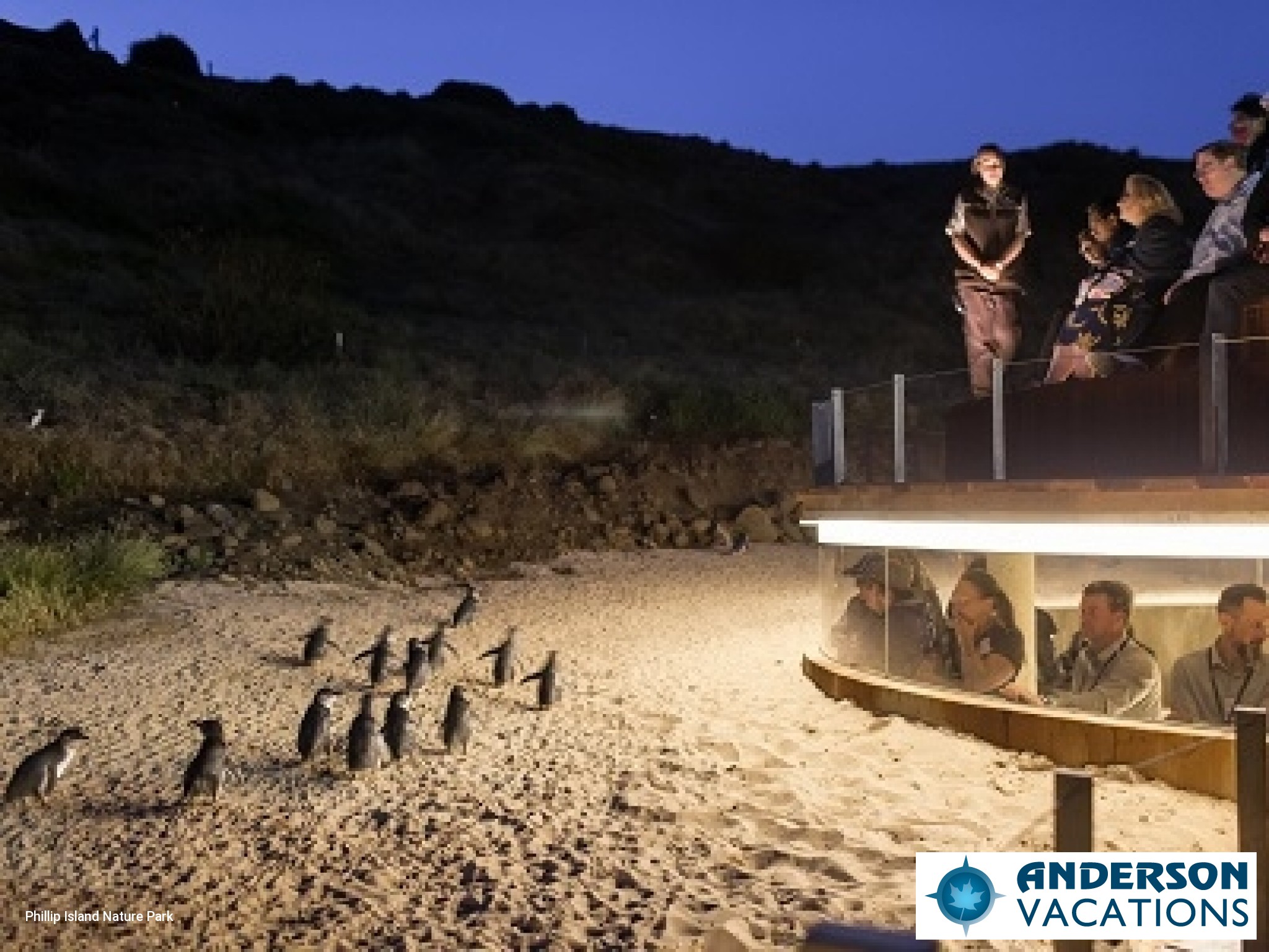 Penguin Parade - Phillip Island Nature Park -