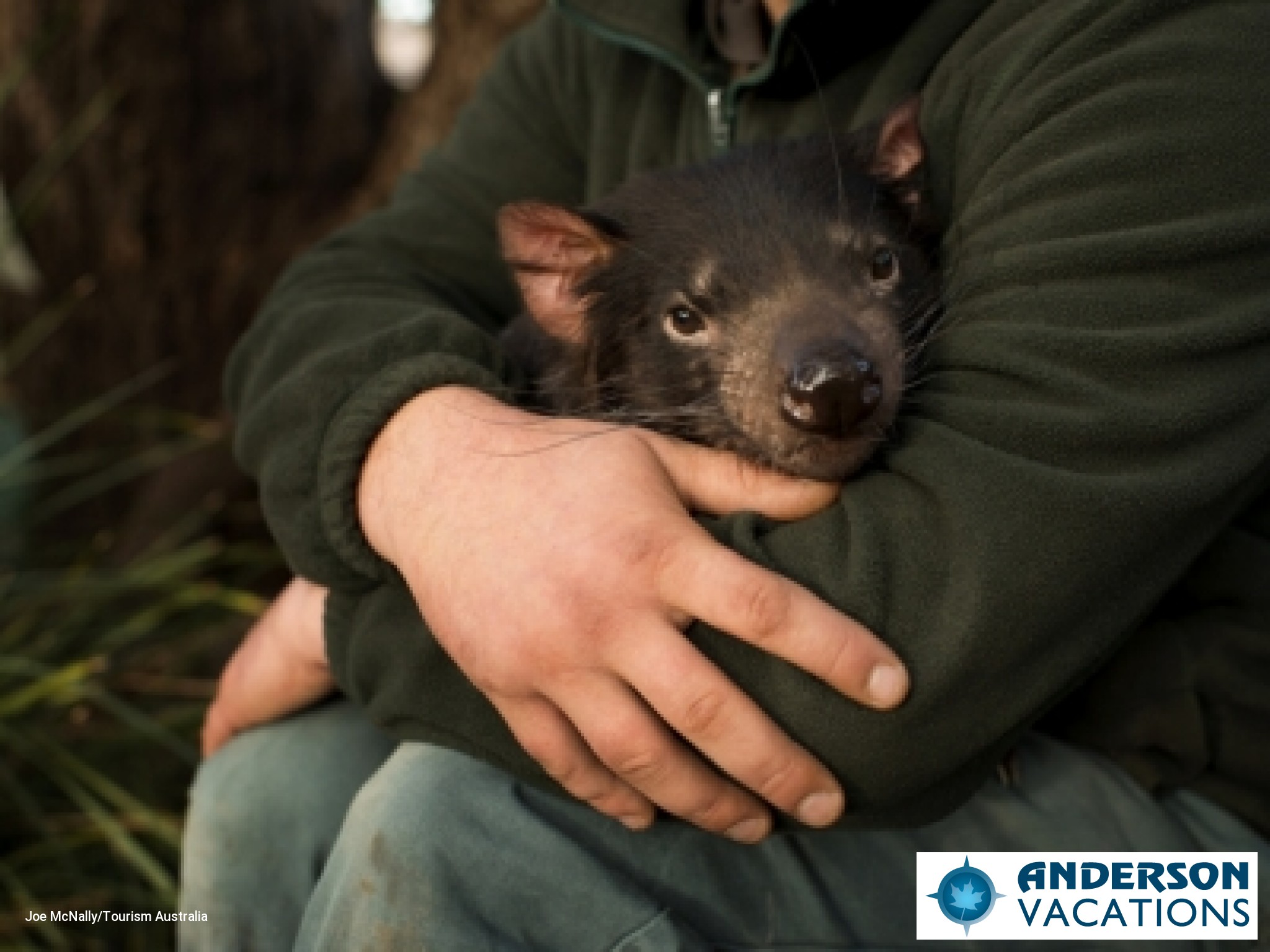 Bonorong Wildlife Sanctuary - Tasmanian Devil