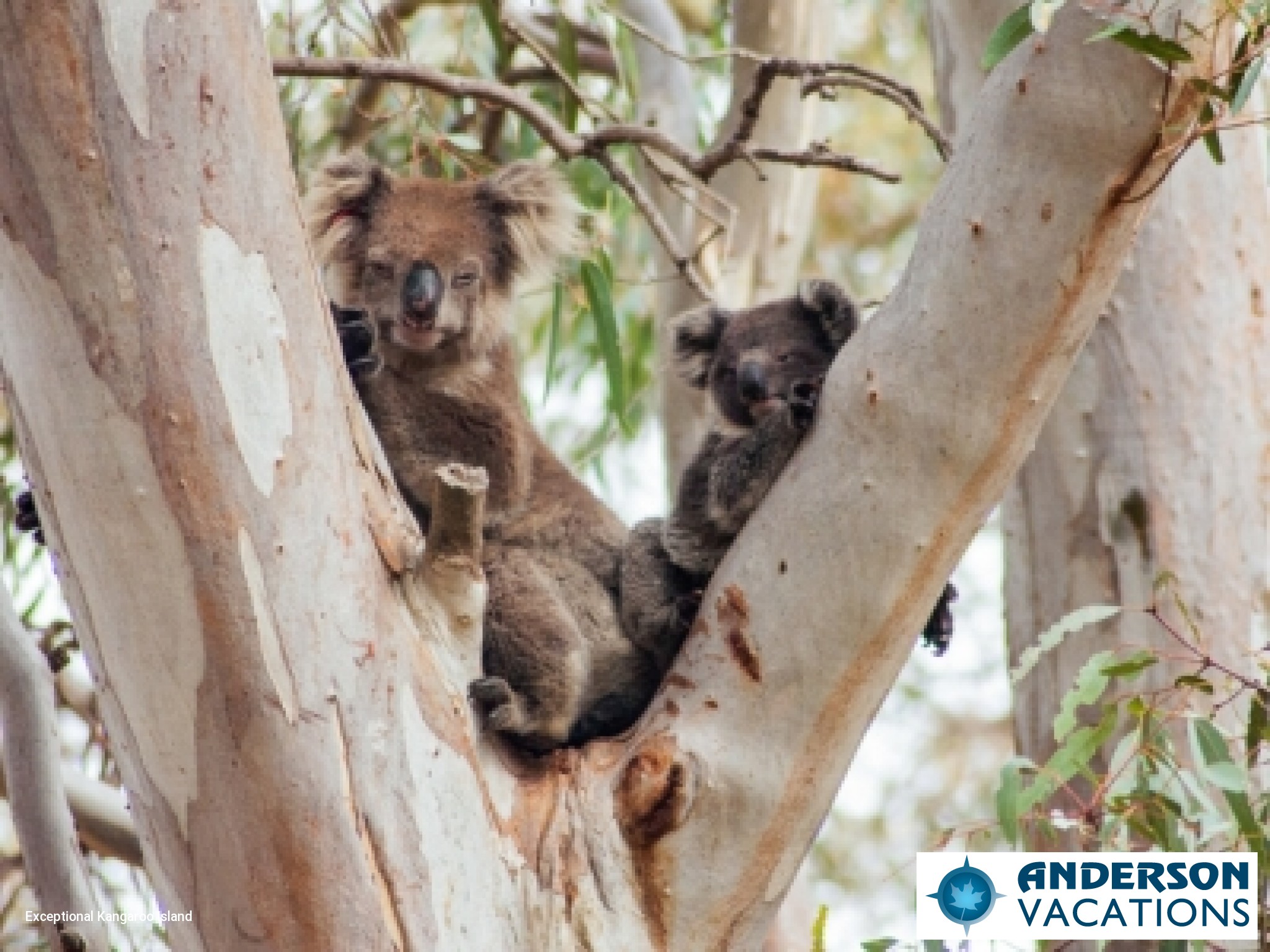 Koalas - Flinders Chase National Park - Kangaroo Island