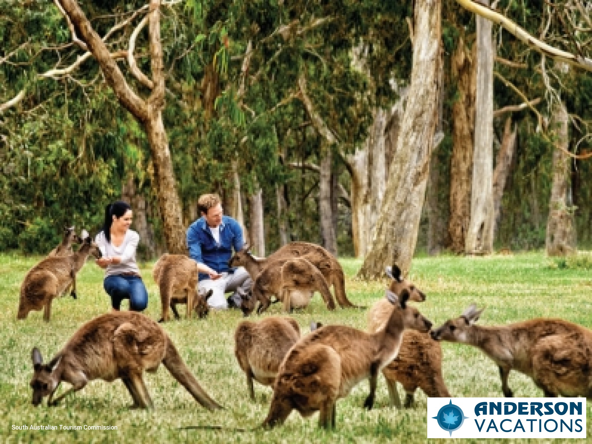 Cleland Wildlife Park - Feeding Kangaroos