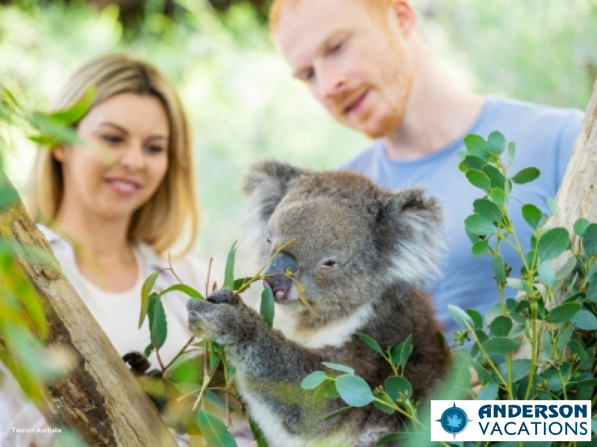 Cleland Wildlife Park - Koala