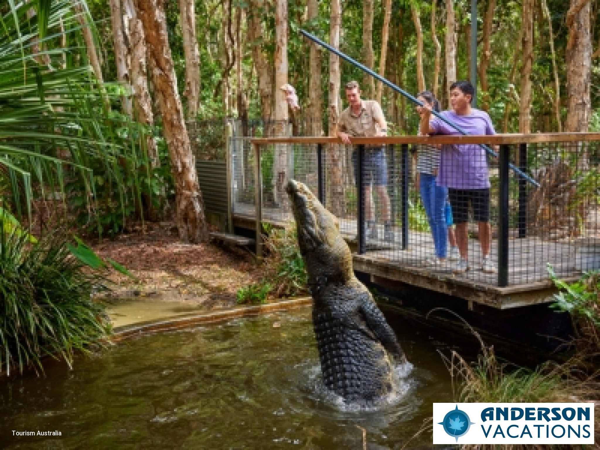 Hartley's Crocodile Adventures - Big Croc Feed