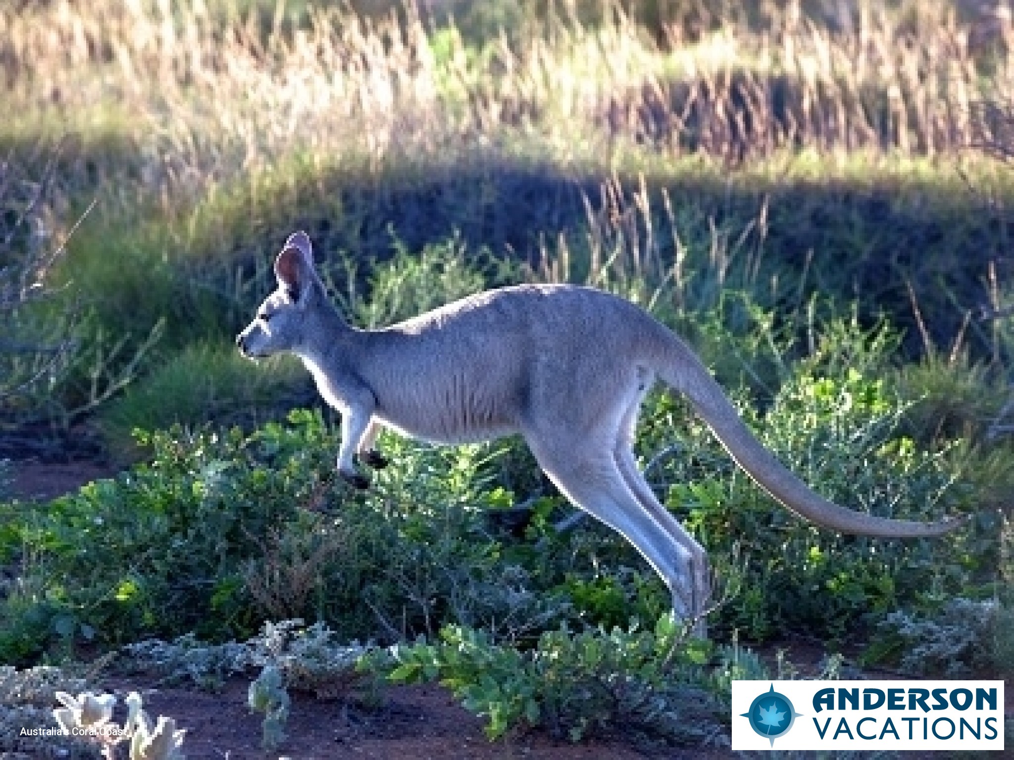 Cape Range National Park - Kangaroo
