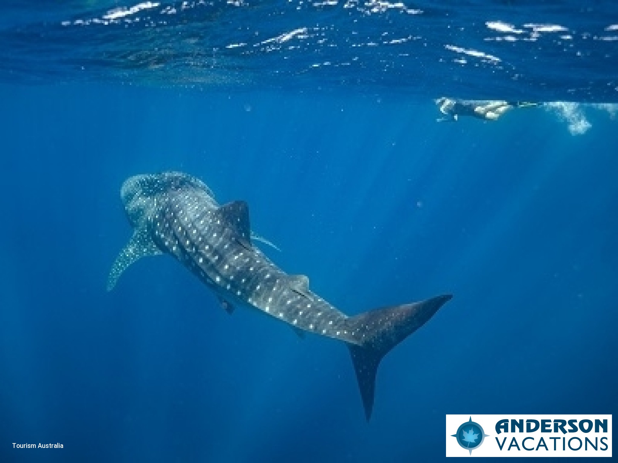 Exmouth Dive and Whalesharks Ningaloo