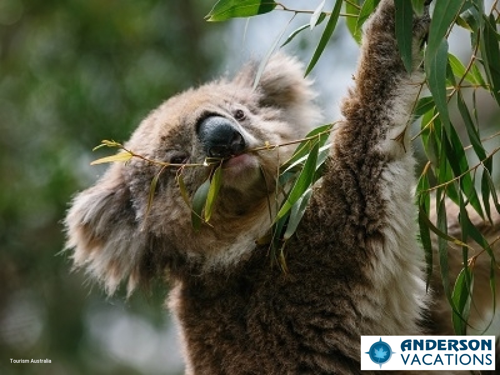 Phillip Island - Koala Conservation Reserve