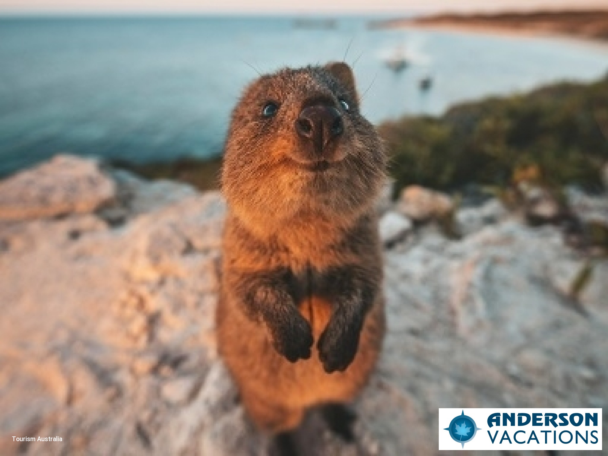 Rottnest Island - Quokka