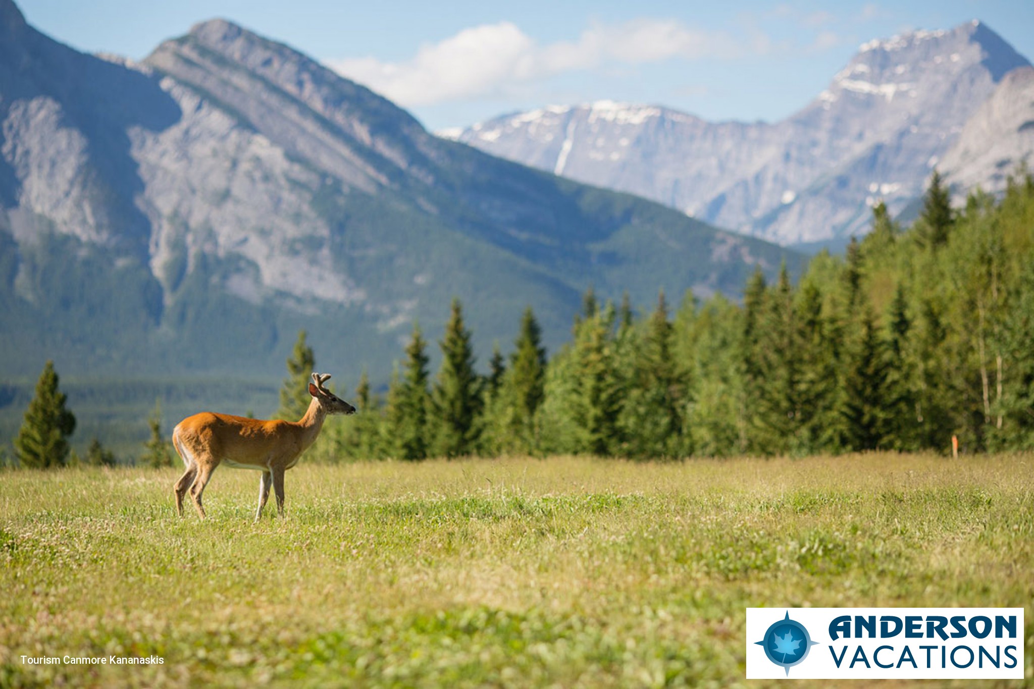 A deer in the Canmore landscape