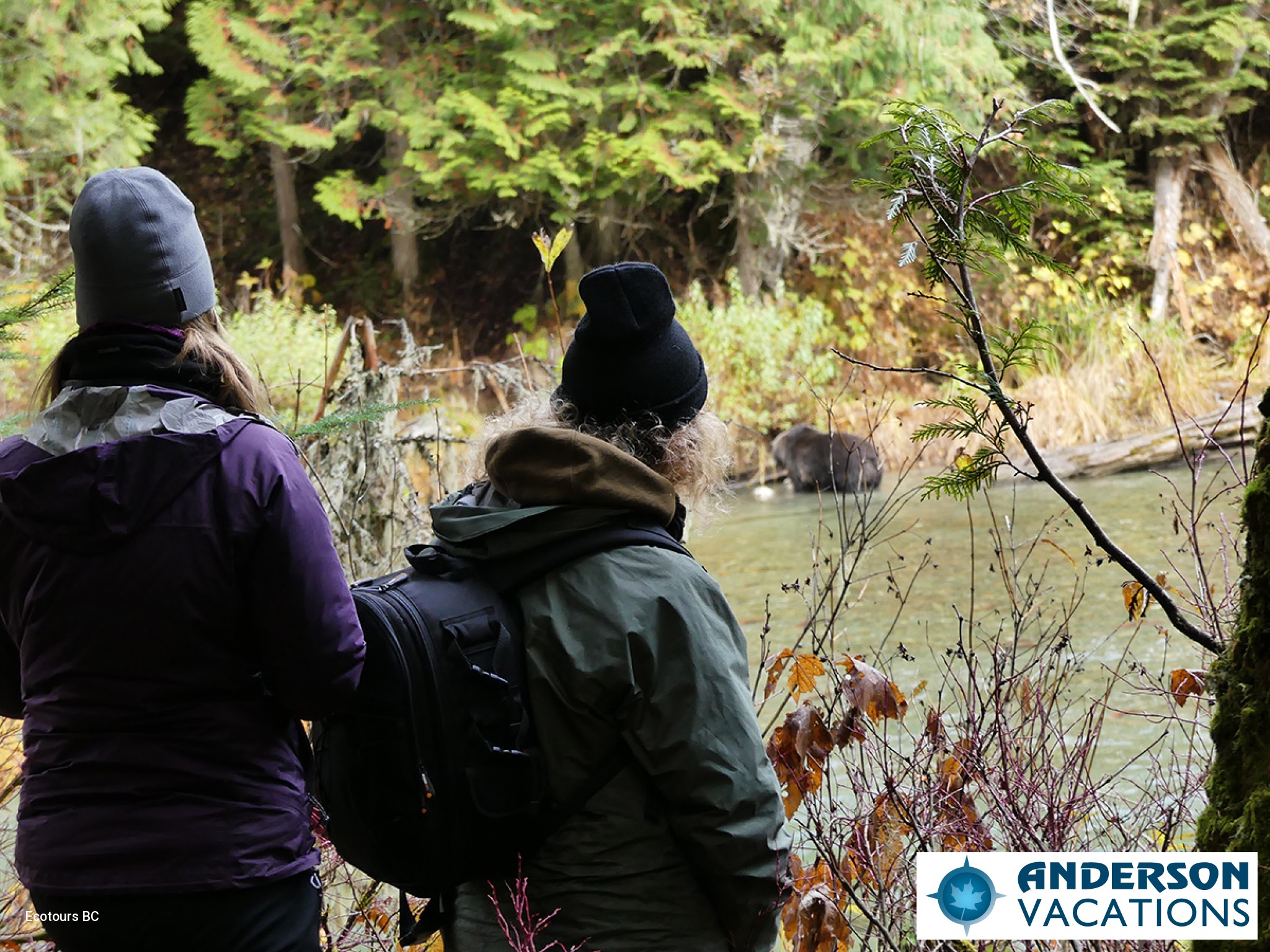 Couple viewing Bears