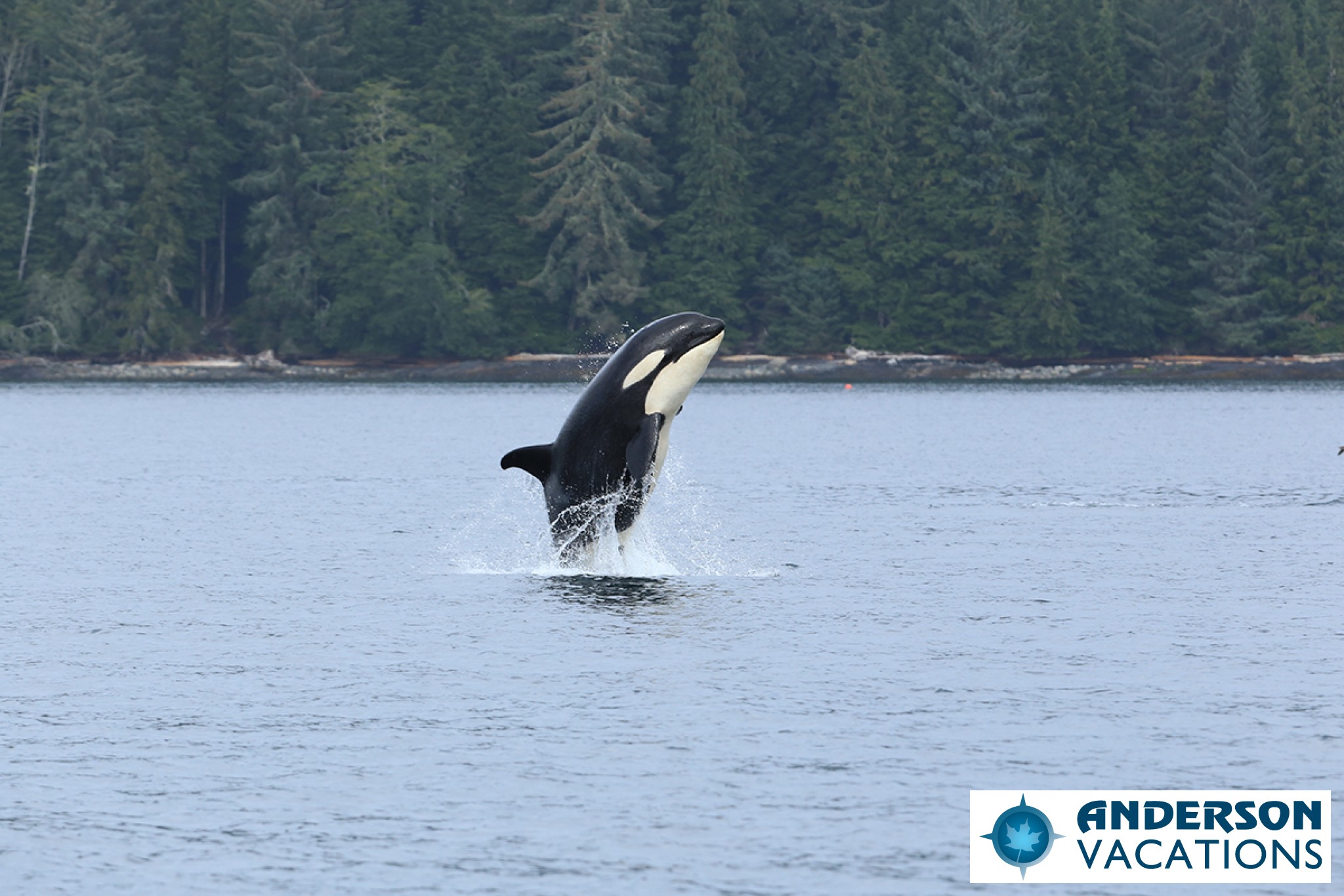 Orca Whale Watching