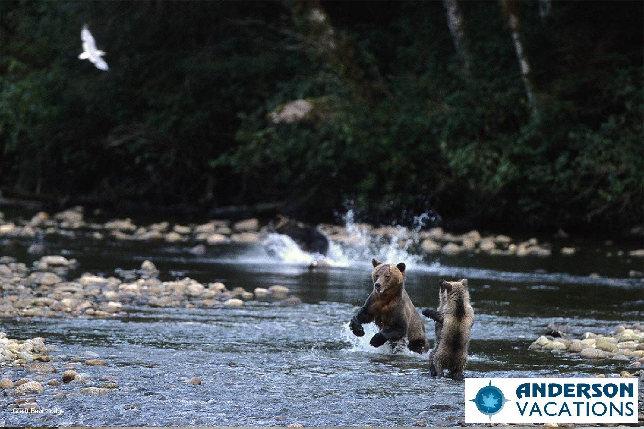 Bears in their natural environment catching salmon