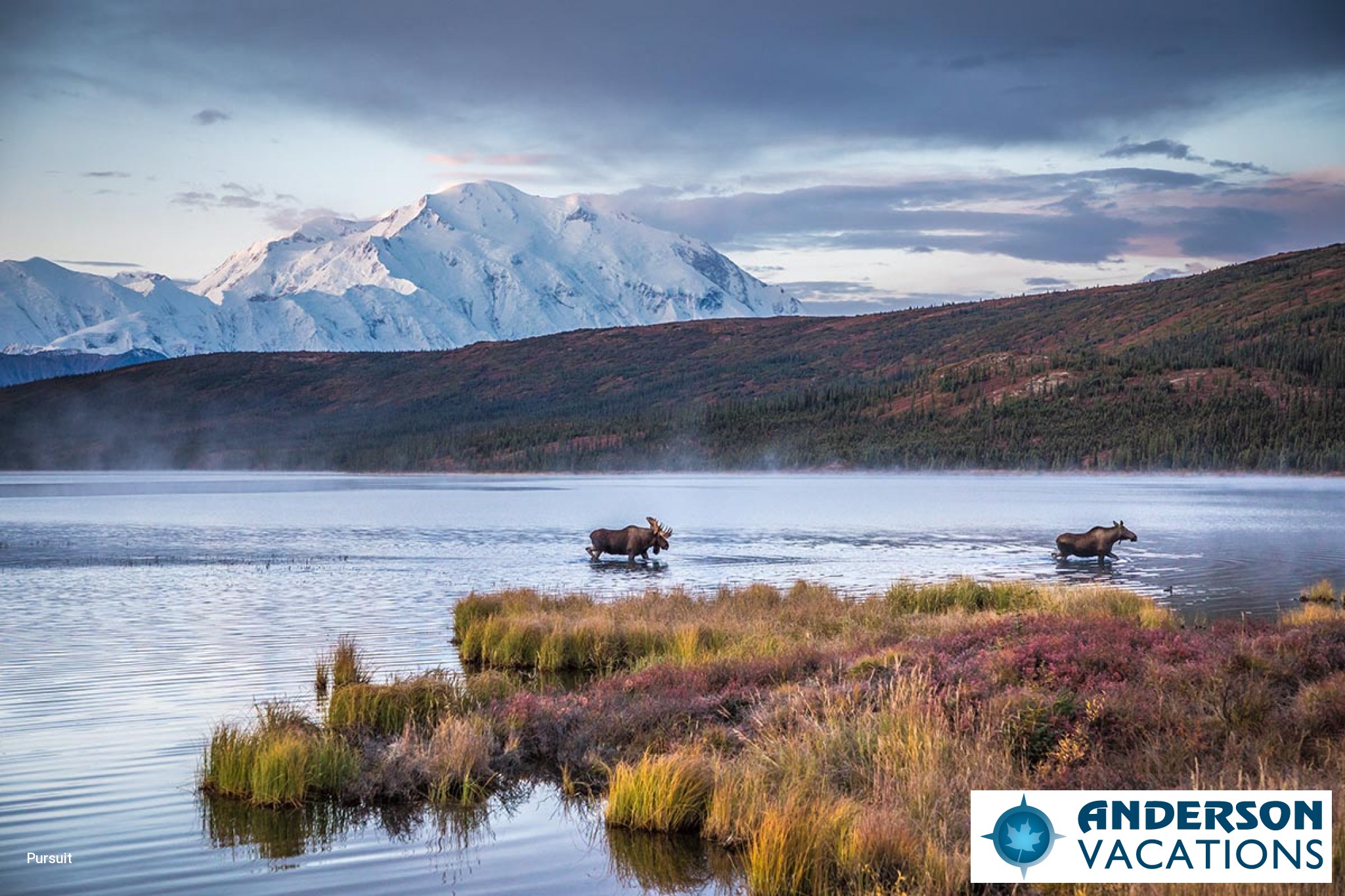 Moose in the Denali Backcountry