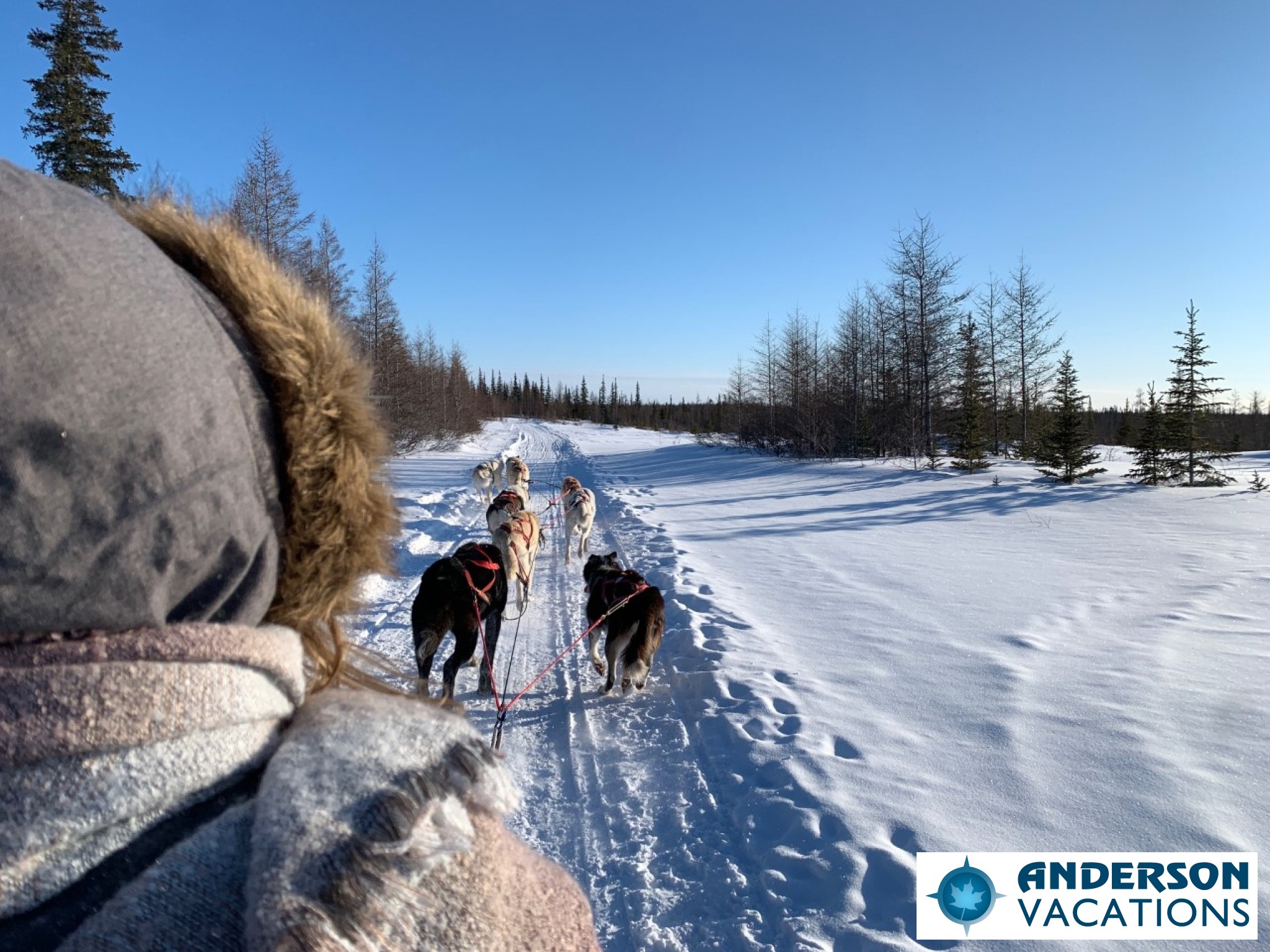 Dog Sledding in Churchill