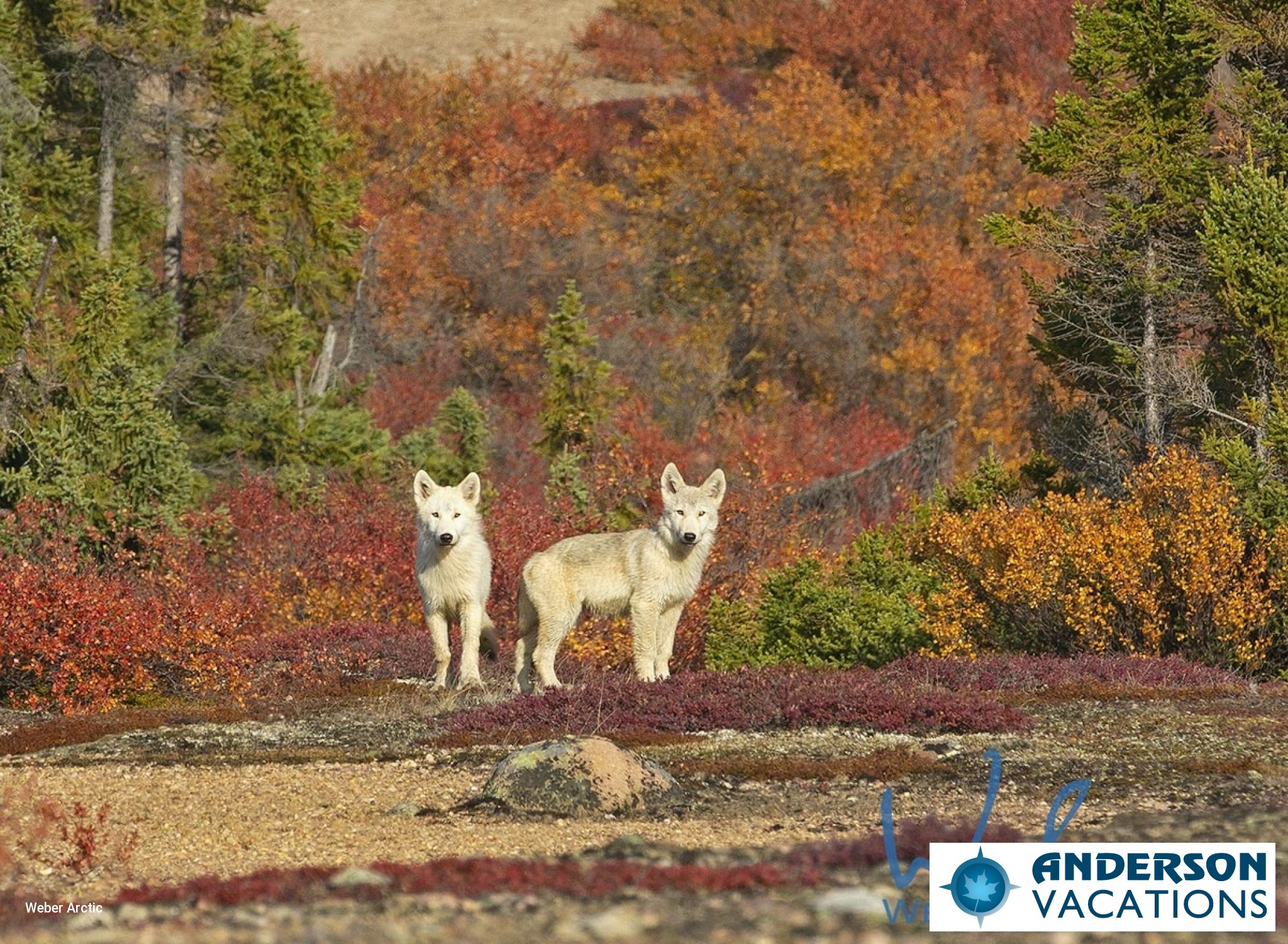 Wolf pups at Arctic Haven