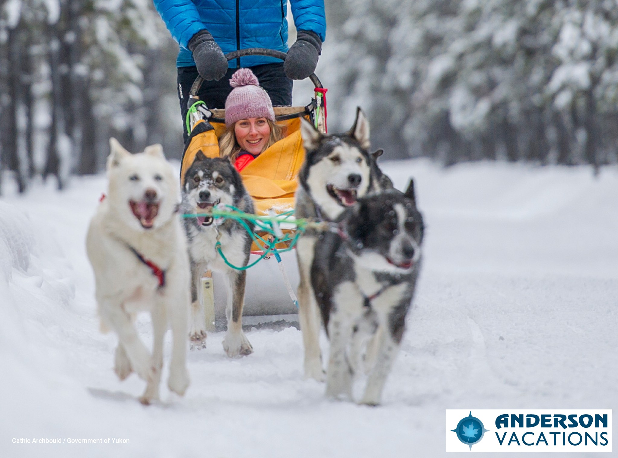 Dog Sledding Yukon