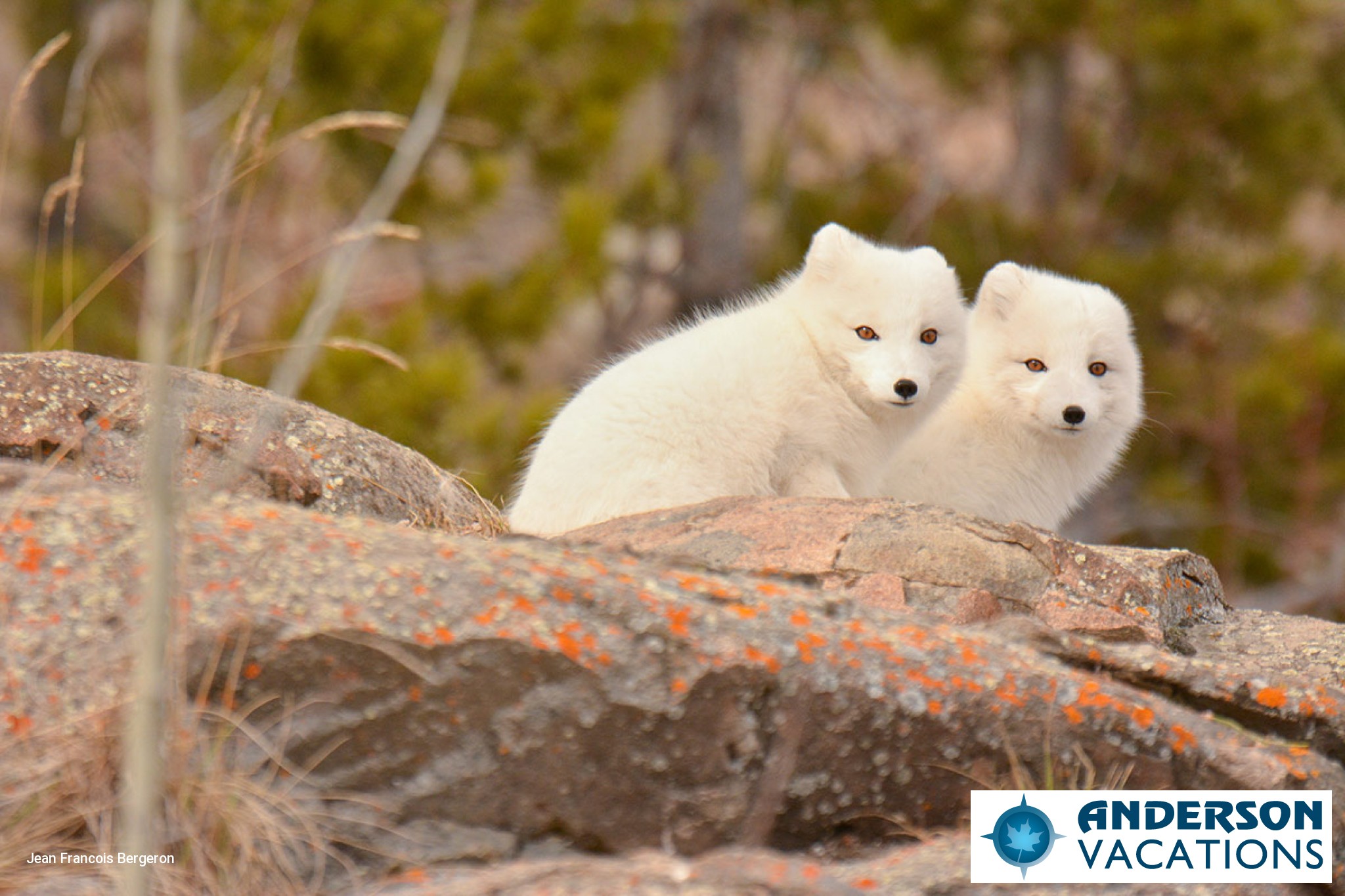 Yukon Wildlife Preserve