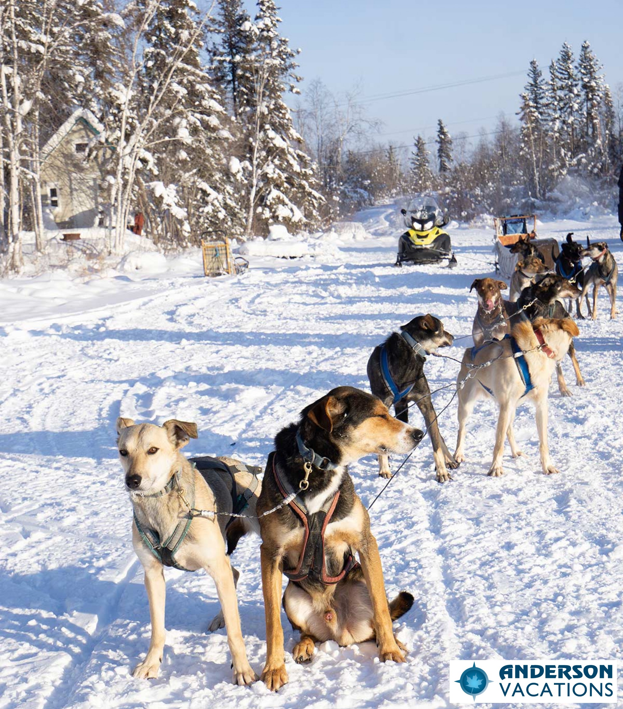 Dog Sledding