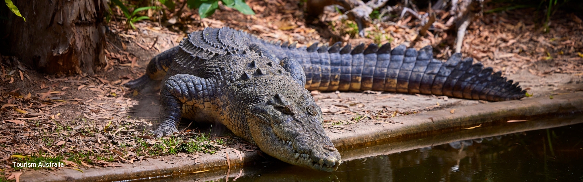 Crocodile - Hartleys Crocodile Adventures