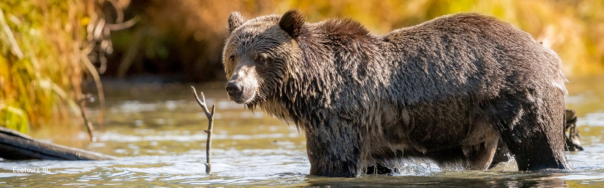 Grizzly Bear tours on the river