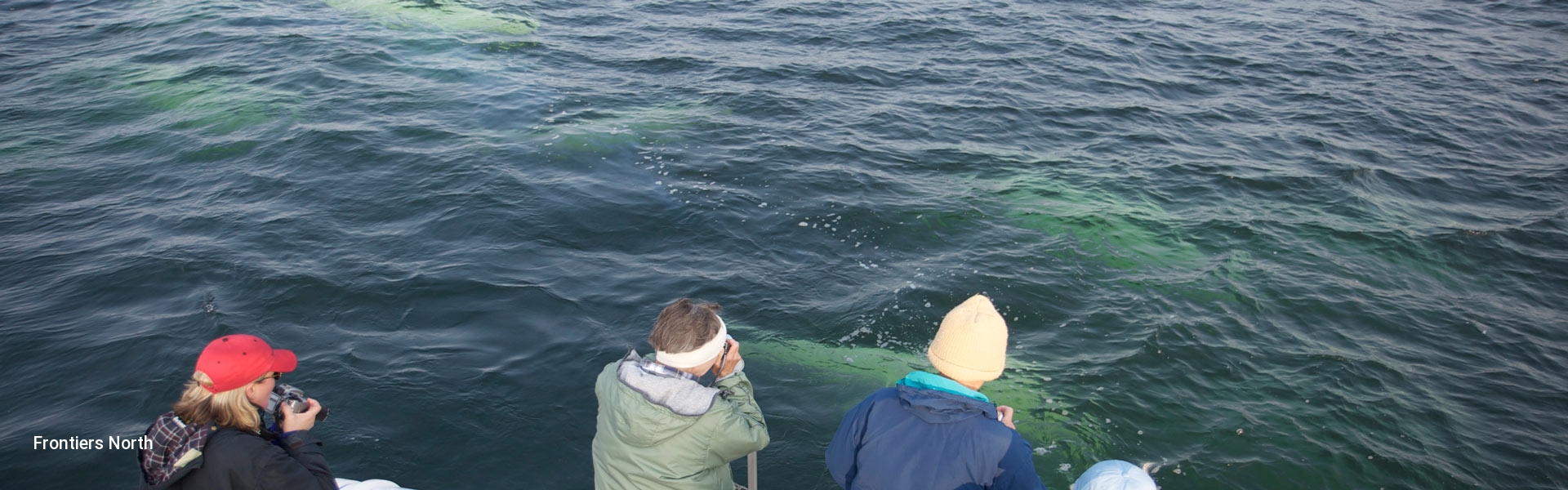 Churchill Beluga Whale Tour