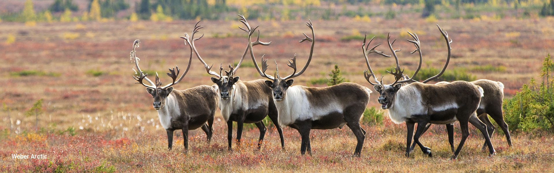 Caribou