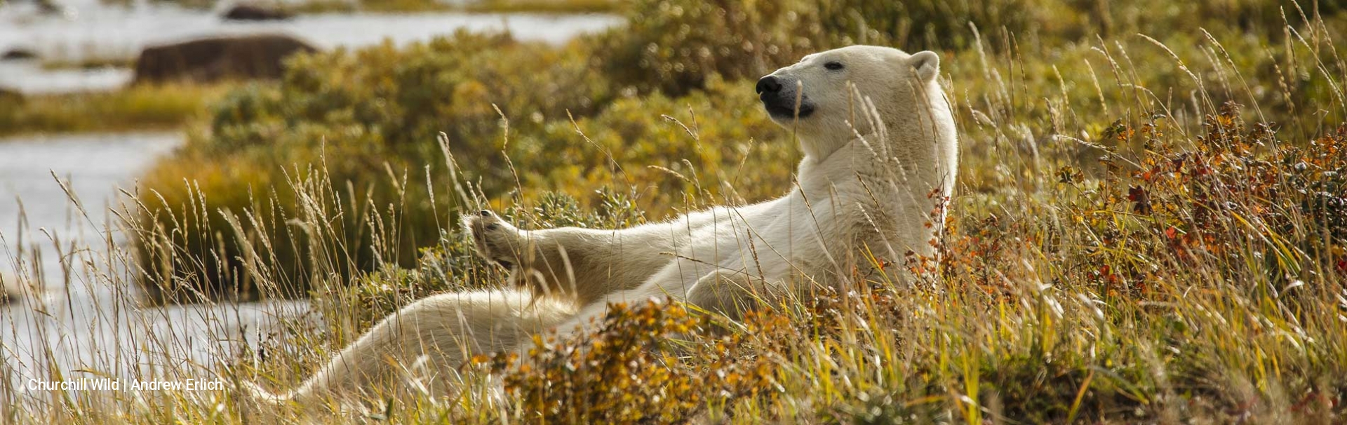 Polar Bear