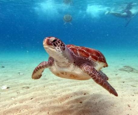 15 Day Wonders of New Zealand and Australia