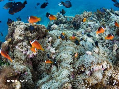 6-Day Coral Coast and Pacific Harbour Adventurer