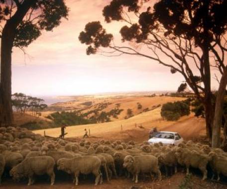 5 Day Remarkable Adelaide and Kangaroo Island