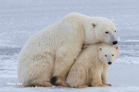 6 Day Classic Churchill Polar Adventure