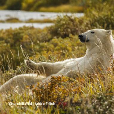 7 Day Hudson Bay Odyssey