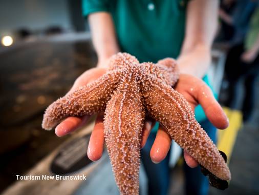 7 Day Essential New Brunswick and the Bay of Fundy