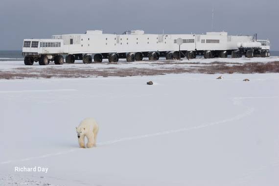 7 Day Tundra Buggy Lodge at Polar Bear Point Enthusiast