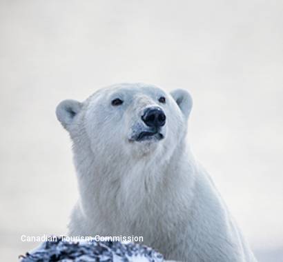 9 Day Arctic Safari