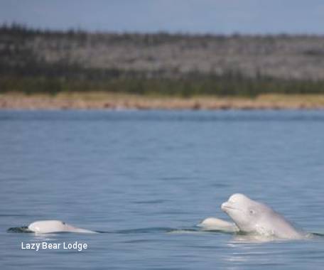 Journey to Fireweed Island