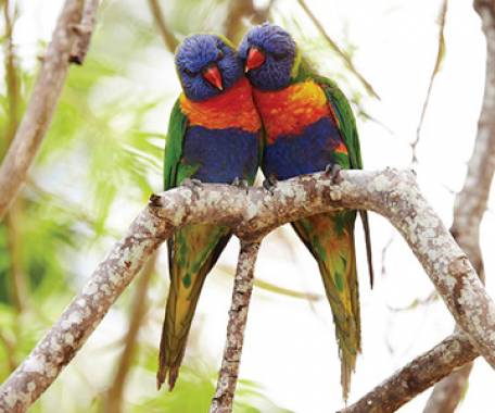 12-Day East Coast Islands and Rainforest