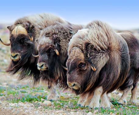 9 Day Alberta and the Northwest Territories